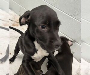 Labrador Retriever-Unknown Mix Dogs for adoption in Tavares, FL, USA