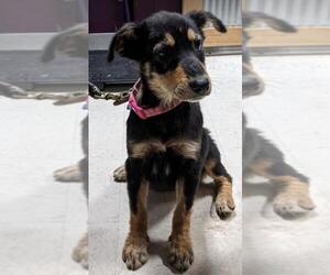 Shepradors Dogs for adoption in Maple Grove, MN, USA