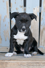 American Staffordshire Terrier-Unknown Mix Dogs for adoption in Atwood, CA, USA