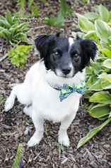 Border Collie-Jack Russell Terrier Mix Dogs for adoption in Nashville, TN, USA