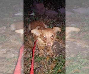 Chiranian Dogs for adoption in San Antonio, TX, USA