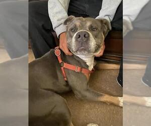 American Pit Bull Terrier Dogs for adoption in Camarillo, CA, USA