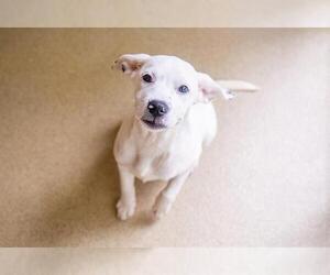 Labrador Retriever-Unknown Mix Dogs for adoption in Dedham, MA, USA