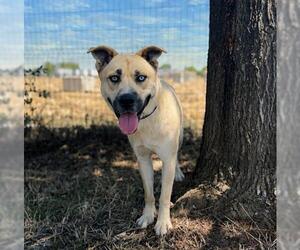Siberian Husky Dogs for adoption in San Martin, CA, USA