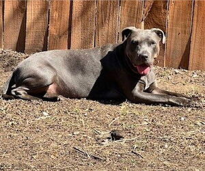 American Staffordshire Terrier Dogs for adoption in San Antonio, TX, USA