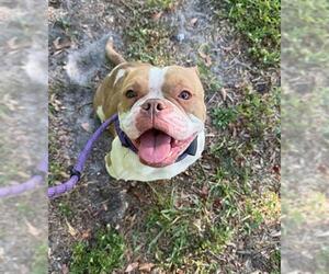 American Staffordshire Terrier-Bulldog Mix Dogs for adoption in Fort Lauderdale, FL, USA