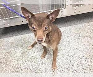 Chihuahua-Unknown Mix Dogs for adoption in Houston, TX, USA