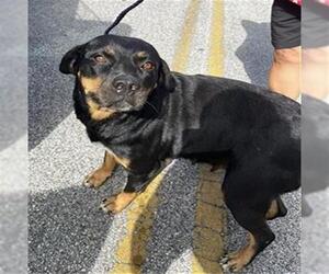 Rottweiler Dogs for adoption in Houston, TX, USA