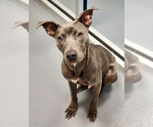 Unknown-Weimaraner Mix Dogs for adoption in Hilton Head, SC, USA