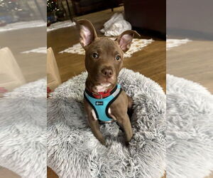 American Staffordshire Terrier-Unknown Mix Dogs for adoption in Arlington, VA, USA