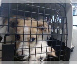 Anatolian Shepherd-Unknown Mix Dogs for adoption in Oklahoma City, OK, USA