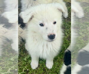 Great Pyrenees-Unknown Mix Dogs for adoption in Fishers, IN, USA