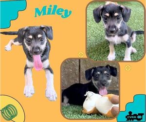 Medium Photo #1 Mutt Puppy For Sale in Lindsay, CA, USA