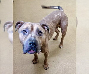 Mastiff Dogs for adoption in Derwood, MD, USA