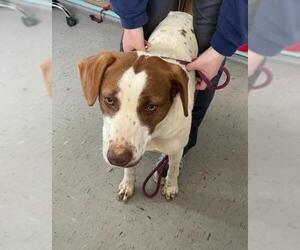 Lab-Pointer Dogs for adoption in Newfoundland, PA, USA