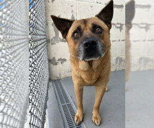 Akita-Chow Chow Mix Dogs for adoption in Corpus Christi, TX, USA