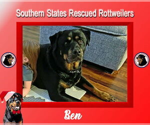 Rottweiler-Unknown Mix Dogs for adoption in White Hall, AR, USA