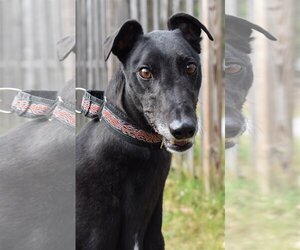 Greyhound Dogs for adoption in Cherry Hill, NJ, USA