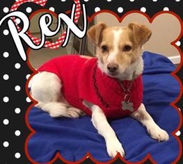 Jack Russell Terrier Dogs for adoption in Palo Alto, CA, USA