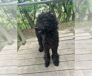 Poodle (Standard) Dogs for adoption in San Leon, TX, USA