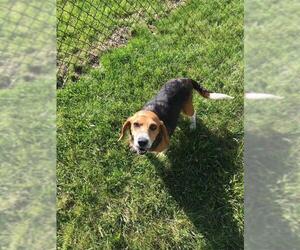 Beagle Dogs for adoption in Columbus, IN, USA