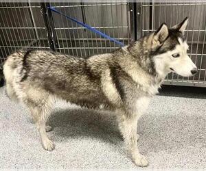 Siberian Husky Dogs for adoption in Houston, TX, USA