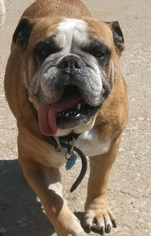 Bulldog Dogs for adoption in Kansas City, MO, USA