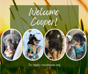 Bernese Mountain Dog-Unknown Mix Dogs for adoption in Sykesville, MD, USA