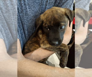 Mutt Dogs for adoption in Hilton Head, SC, USA