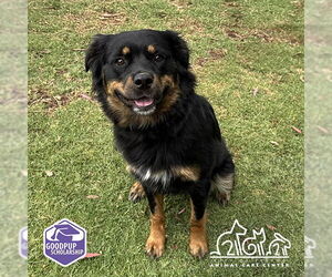 Australian Shepherd-Unknown Mix Dogs for adoption in Irvine, CA, USA