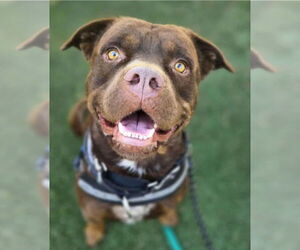 Labrottie Dogs for adoption in Lakewood, CO, USA