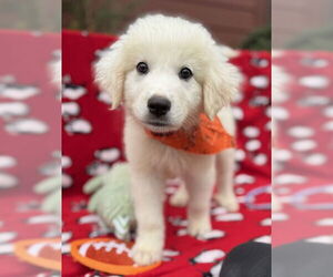 Great Pyrenees-Unknown Mix Dogs for adoption in Warrenton, VA, USA
