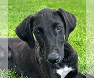 Greyhound-Saluki Mix Dogs for adoption in Laramie, WY, USA