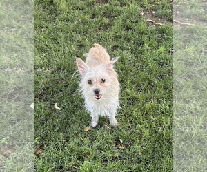 Cairn Terrier-Unknown Mix Dogs for adoption in Phoenix, AZ, USA