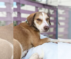 Beagle Dogs for adoption in Tampa, FL, USA