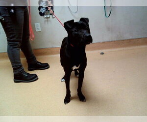 Mutt Dogs for adoption in Martinez, CA, USA