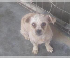 Medium Photo #1 ShihPoo Puppy For Sale in Bonifay, MO, USA