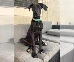 Doberman Pinscher-Great Dane Mix Dogs for adoption in Bullard, TX, USA