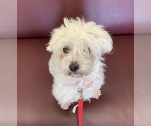 Maltese Dogs for adoption in Lake Elsinore, CA, USA