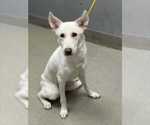 Siberian Husky-Unknown Mix Dogs for adoption in Las Vegas, NV, USA