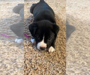 American Pit Bull Terrier-Labrador Retriever Mix Dogs for adoption in Hillsboro, MO, USA