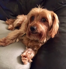 Silky Terrier Dogs for adoption in Simi Valley, CA, USA