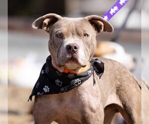 American Pit Bull Terrier Dogs for adoption in Hillsboro, NH, USA