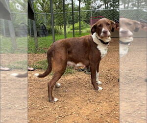 Labrador Retriever-Unknown Mix Dogs for adoption in Sparta, TN, USA