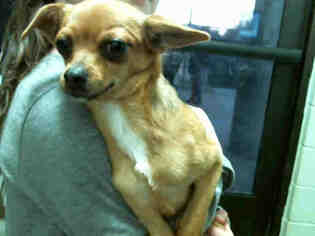 Chihuahua Dogs for adoption in Tulsa, OK, USA