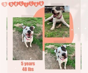 Mutt Dogs for adoption in Woodbury, NY, USA