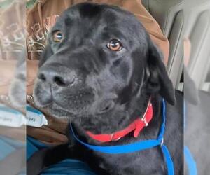 Labrador Retriever Dogs for adoption in Newport, KY, USA