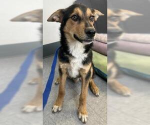 German Shepherd Dog-Unknown Mix Dogs for adoption in Big Bear City, CA, USA