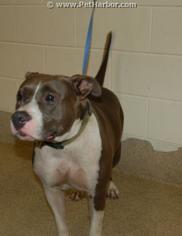 American Pit Bull Terrier Dogs for adoption in Tavares, FL, USA