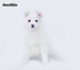 Pomeranian Dogs for adoption in Shamokin, PA, USA